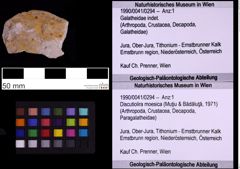 Foto (Objekt + Etiketten) von Discutiolira moesica (Muţiu & Bădăluţă, 1971) (NHMW-GEO-1990-0041-0294)